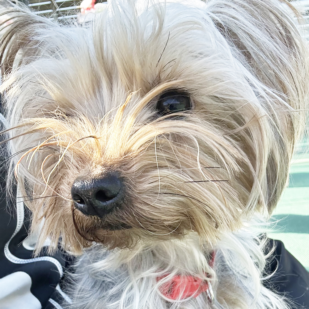 生徒が撮影したモデル犬写真①